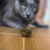 Catnip Zootec Ball - comprar online