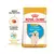 Royal Canin Golden Retriever Puppy 12Kg en internet