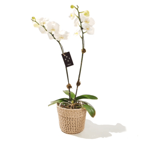 Orquídea con canasto tejido a Crochet