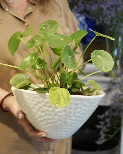 Pilea con Maceta