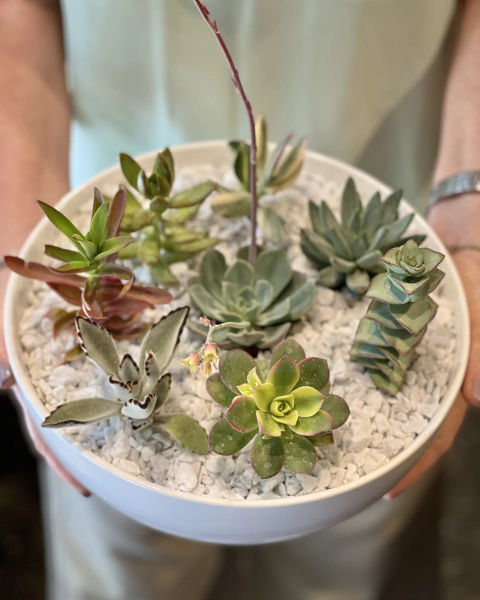 Paila de Suculentas