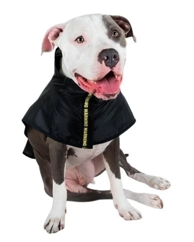 Piloto Con Cinto Ryr