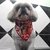 BANDANA DOG FÊMEA C/20 - comprar online