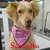 BANDANA LOVE DOGS C/20 - comprar online