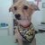 BANDANA MINIONS C/20 - comprar online