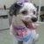BANDANA PRINCESAS C/20 - comprar online