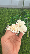 Coral branco