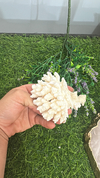 Coral branco