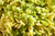 Fideos con brócoli en internet