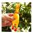 GALLINA CON CHIFLE - comprar online