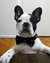 COLLAR CON MOÑO APOLO - Wow! Boutique de Mascotas