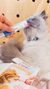 CATIT CREAMY - SALMÓN - comprar online