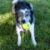 KONG REFLEX BALL LARGE en internet