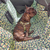 PRETAL PALTA - Wow! Boutique de Mascotas