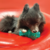 KONG SQUEEZZ DENTAL ROLLER STICK SMALL en internet