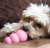 KONG PUPPY SMALL en internet