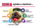 KONG GOODIE BONE MEDIUM - Wow! Boutique de Mascotas