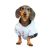 BUZO ALICE - Wow! Boutique de Mascotas