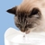 BEBEDERO FUENTE DE AGUA CATIT PIX 2,5 LTS ¡NUEVO!