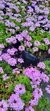 Verbena morada - comprar online