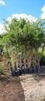 Tarumá o Espina de bañado | Árbol nativo en internet