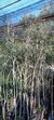 Ñangapiri - Pitanga Árbol Nativo en internet