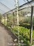 Malvavisco chico | Planta Nativa - comprar online