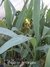 Achira Planta Nativa - comprar online