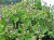 charrúa o mil hombre planta nativa