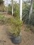 Carquejilla Planta Nativa - comprar online