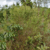 Chirca Blanca | Planta nativa