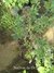 Chirca Blanca | Planta Nativa - comprar online