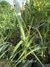 Lirio Celeste | Planta Nativa - comprar online