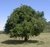 coronillo árbol nativo