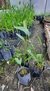 Cucharero (Echinodorus grandiflorus) - comprar online