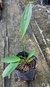 Cucharero (Echinodorus grandiflorus)