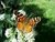 Chilca de Olor - Mariposera Planta Nativa en internet