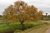 Espinillo Árbol Nativo
