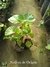 Flor de Nácar Planta Nativa - comprar online