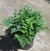 helecho hoja de cuero planta nativa