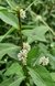 Jazmín de bañado (Gymnocoronis spilanthoides) - comprar online