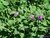 camará morado planta nativa