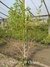 Talilla Planta Nativa - comprar online
