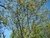 mimosa de río árbol nativo