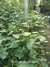 Malva Celeste Planta Nativa - comprar online