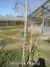 Palo Amarillo Árbol Nativo - comprar online