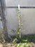 Pavonia Planta Nativa - comprar online