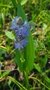 Espiga de agua (Pontederia cordata) - comprar online