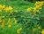 cassia planta nativa