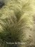 Stipa | Planta Nativa - comprar online